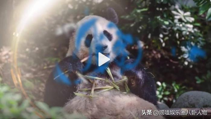 全世界“大明星”中国熊猫！亚洲各国当成女儿，欧洲排队想要它来
