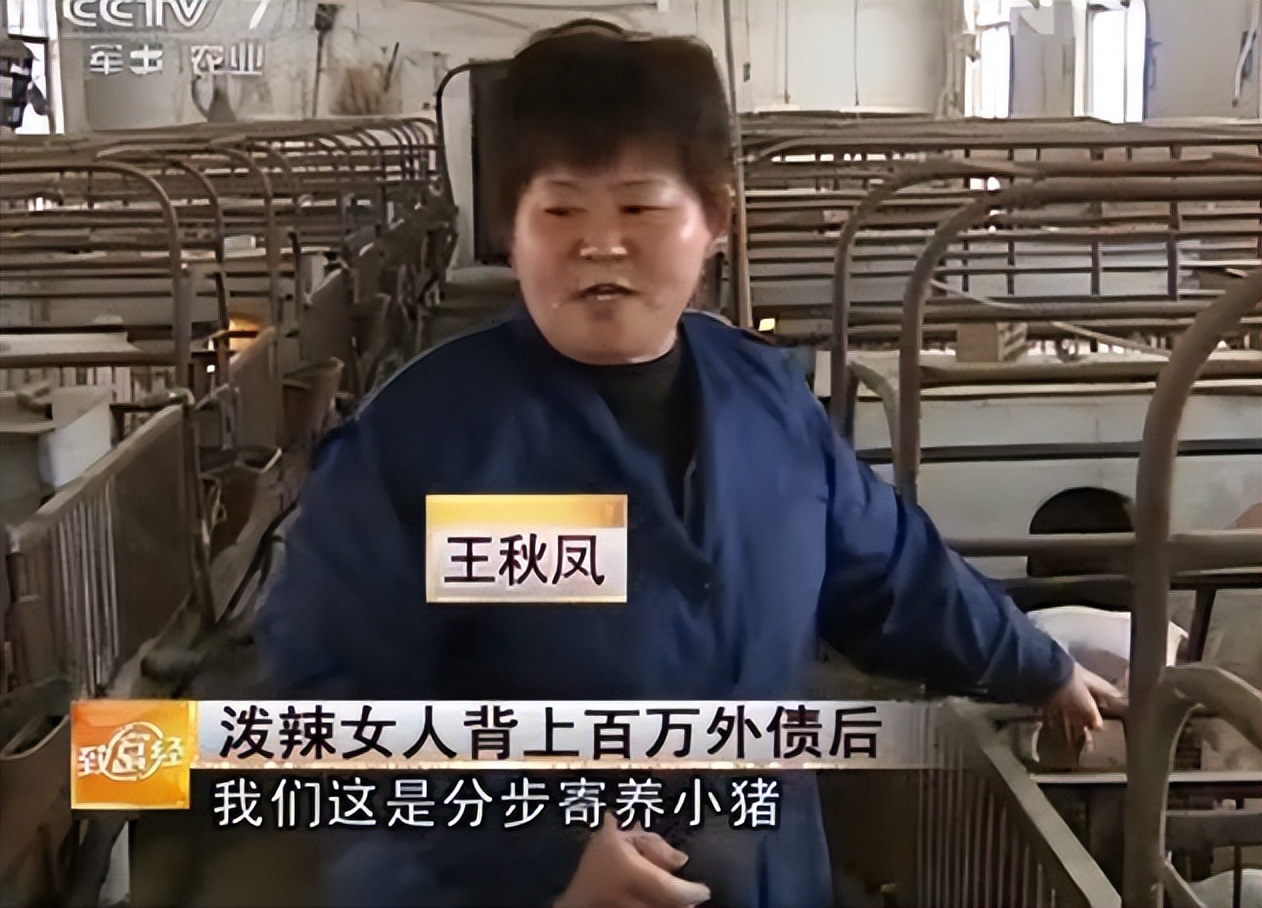 河南大姐为提高猪仔存活率，用白酒喂母猪，年入千万，有何玄机？