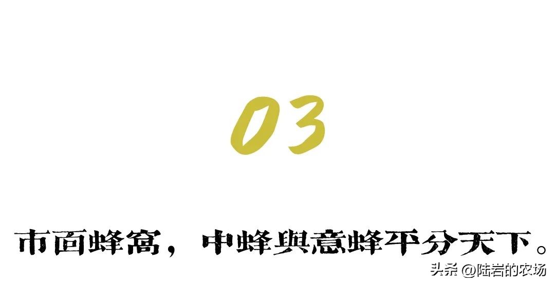 盘点市面五种常见蜂巢