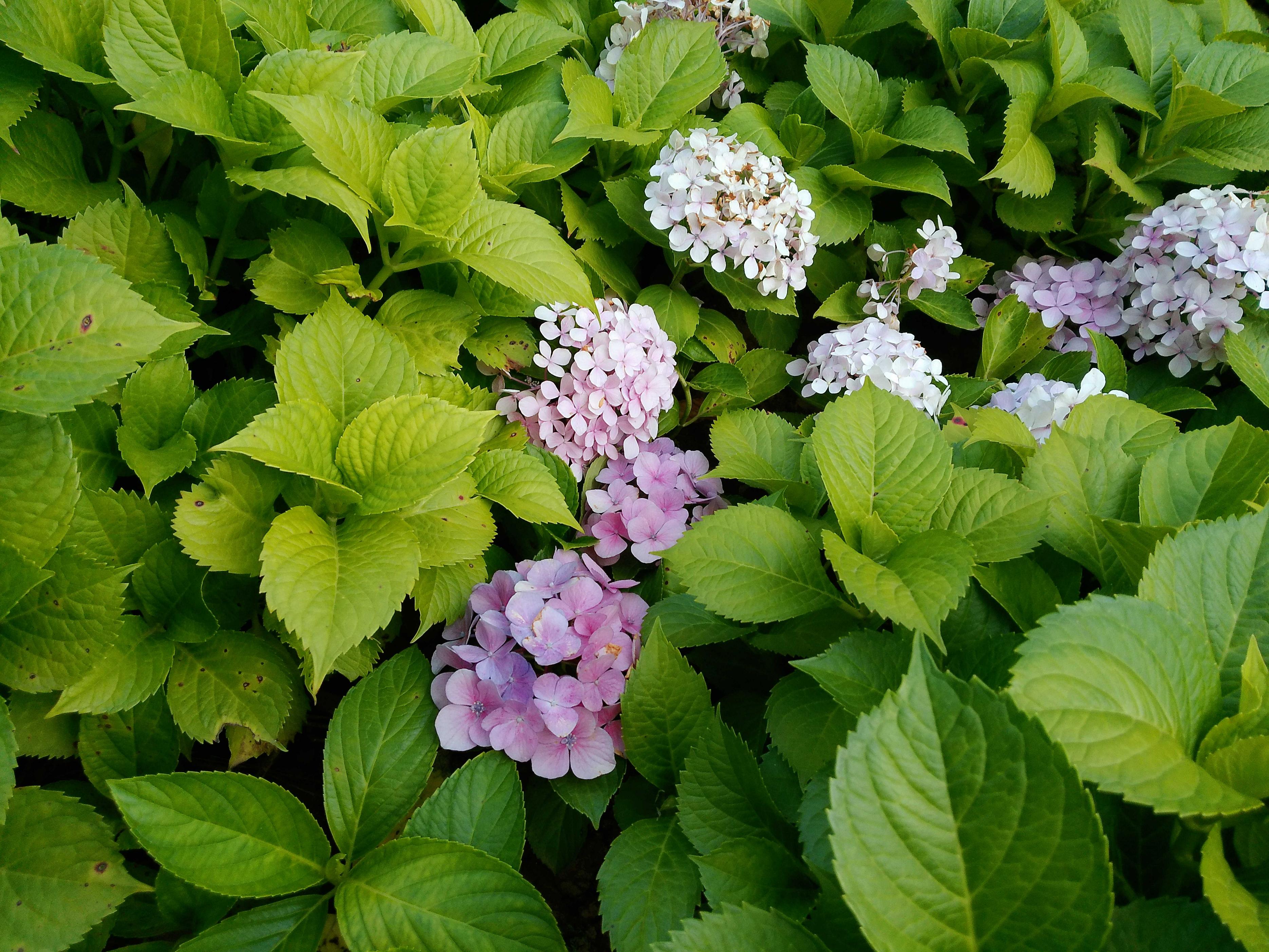 国产5K高清数码相机仅要千元，松典DC201S微单相机实测值得买吗？