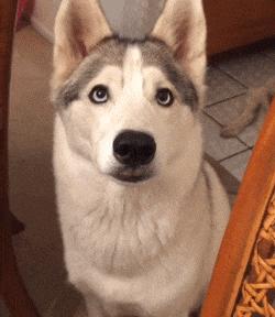 狗狗在家跑来跑去不叫被楼下投诉,刚到家的狗狗有点吵被邻居投诉