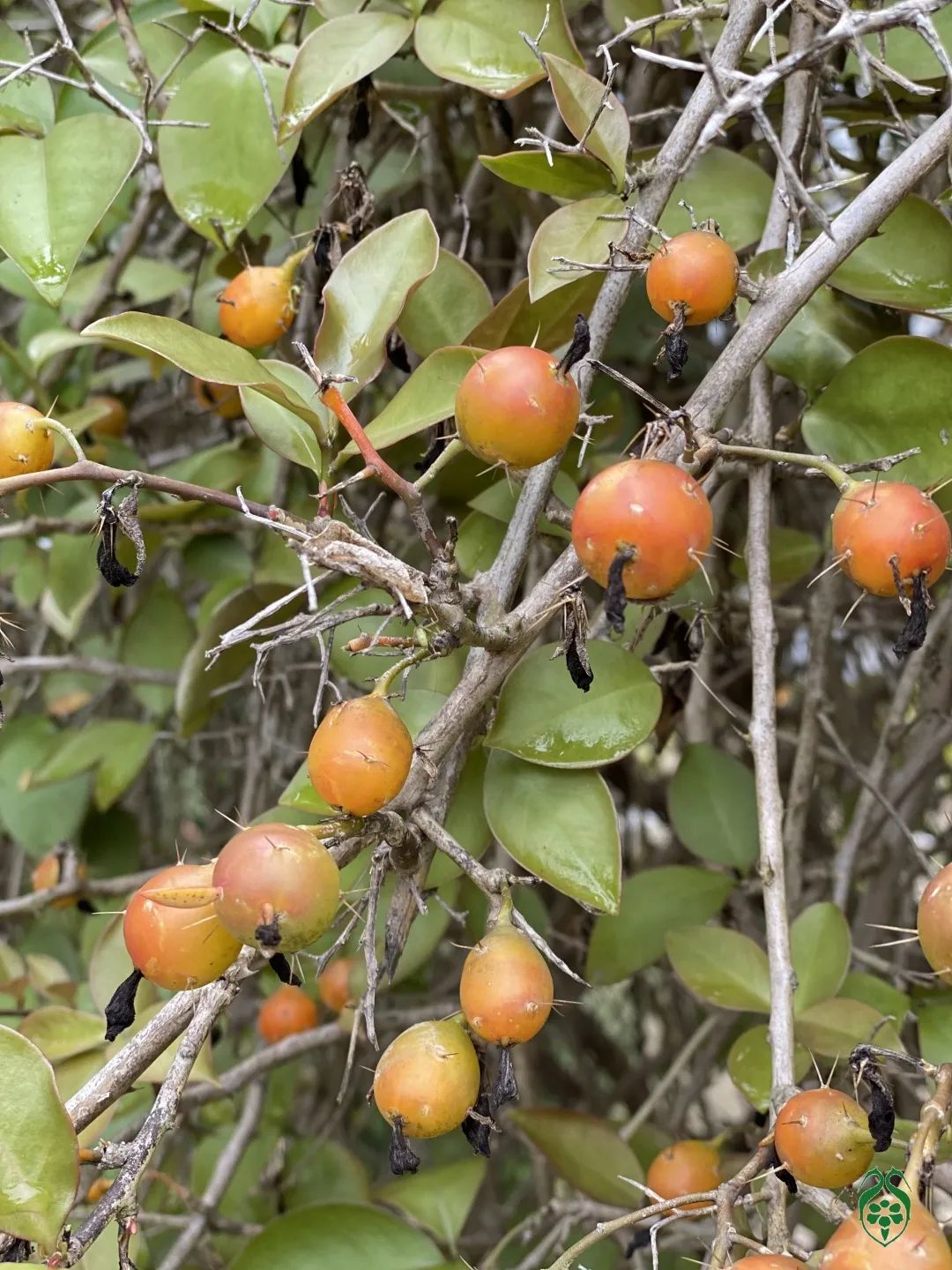 仙人掌花开的如此绚烂,仙人掌开花代表什么