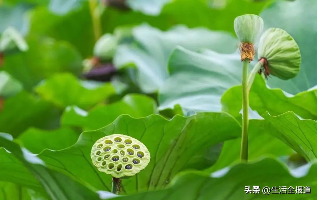 荷花浑身是宝简短介绍,荷花入药有什么功效呢