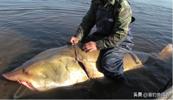 意外捕捞野生达氏鳇,达氏鳇增殖放流活动