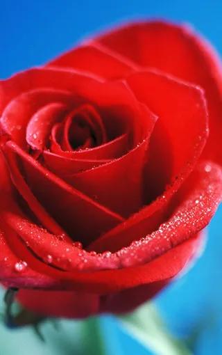520浪漫玫瑰花壁纸,红玫瑰花壁纸大图