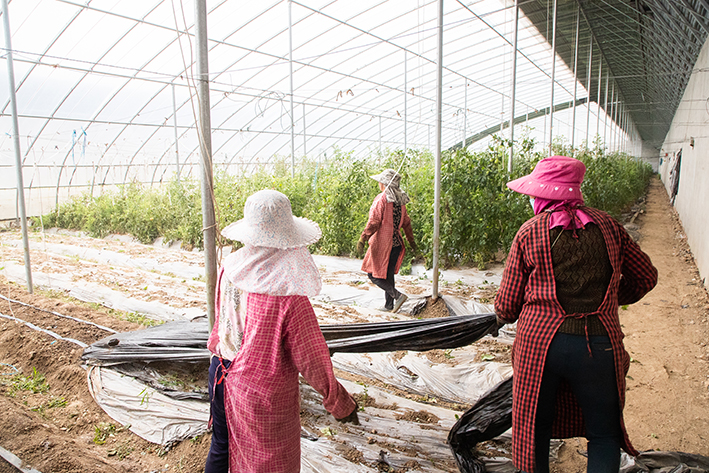 返乡创业青年种植大户,返乡种植养殖创业青年