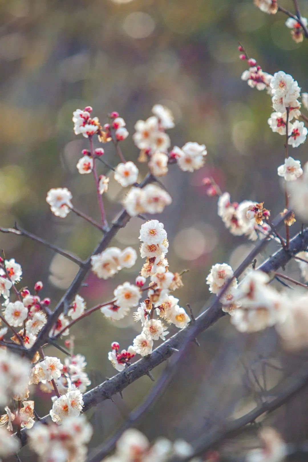 天蒙山门票团购,天蒙山花海节