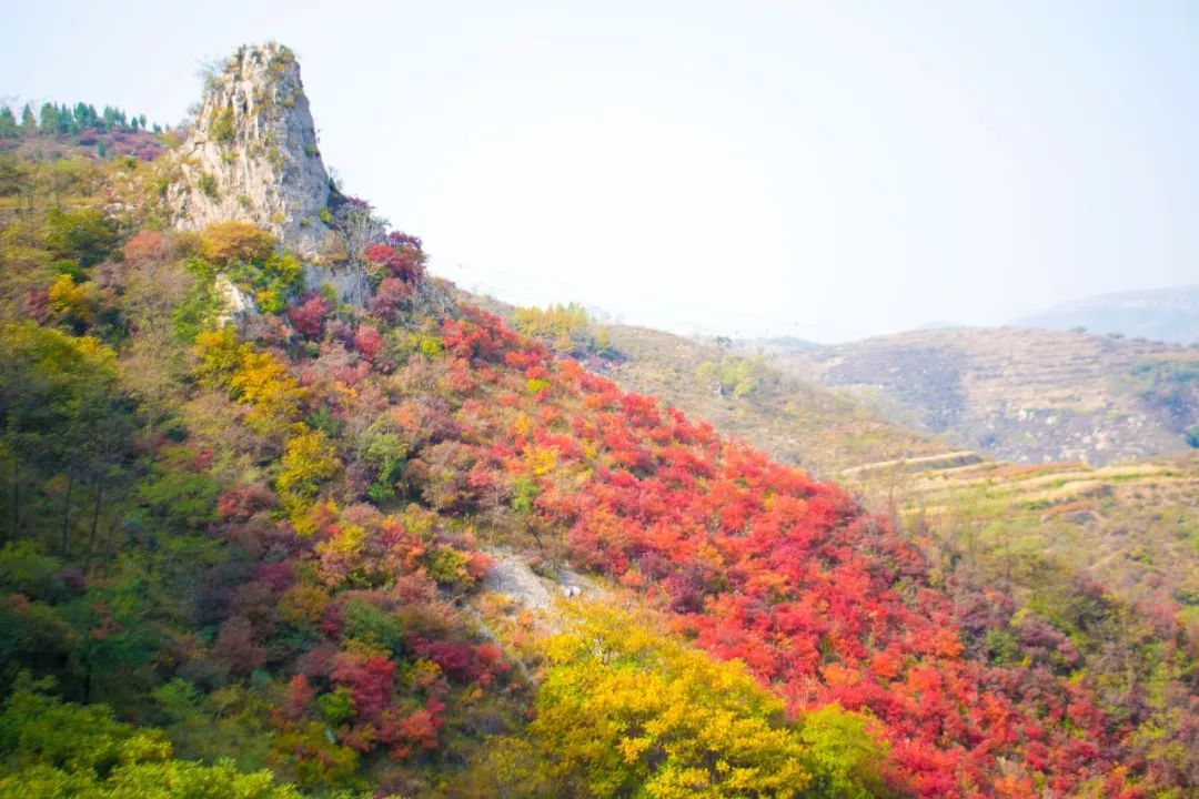 莱芜樱桃文化节,莱芜樱桃文化旅行节
