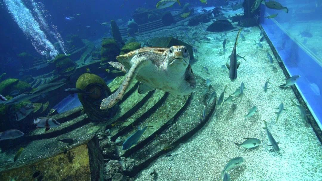 海龟适应陆地环境最根本的原因,海龟的颜色和生活习性还有天敌