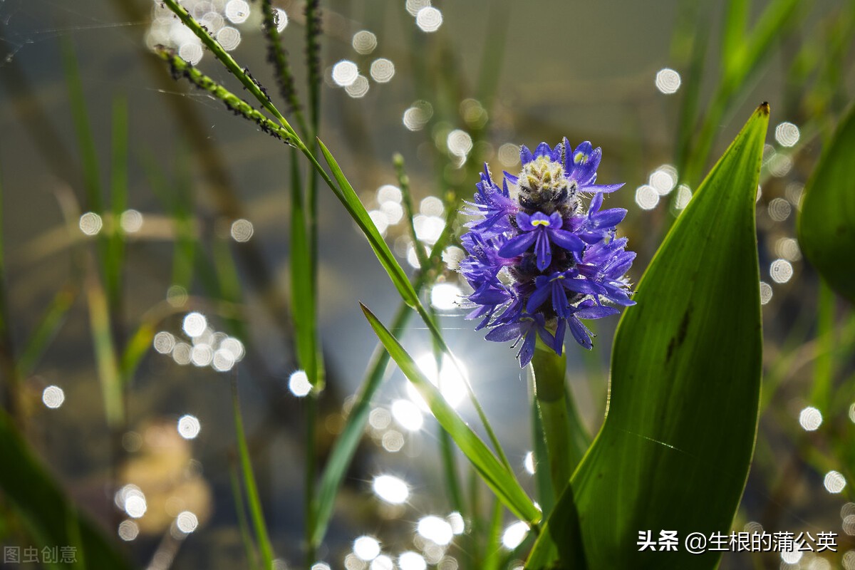 水生花卉栽培方法和技术,十种常见水生花卉