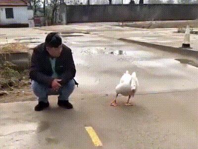 加拿大鹅为什么火爆,加拿大鹅是怎么火起来