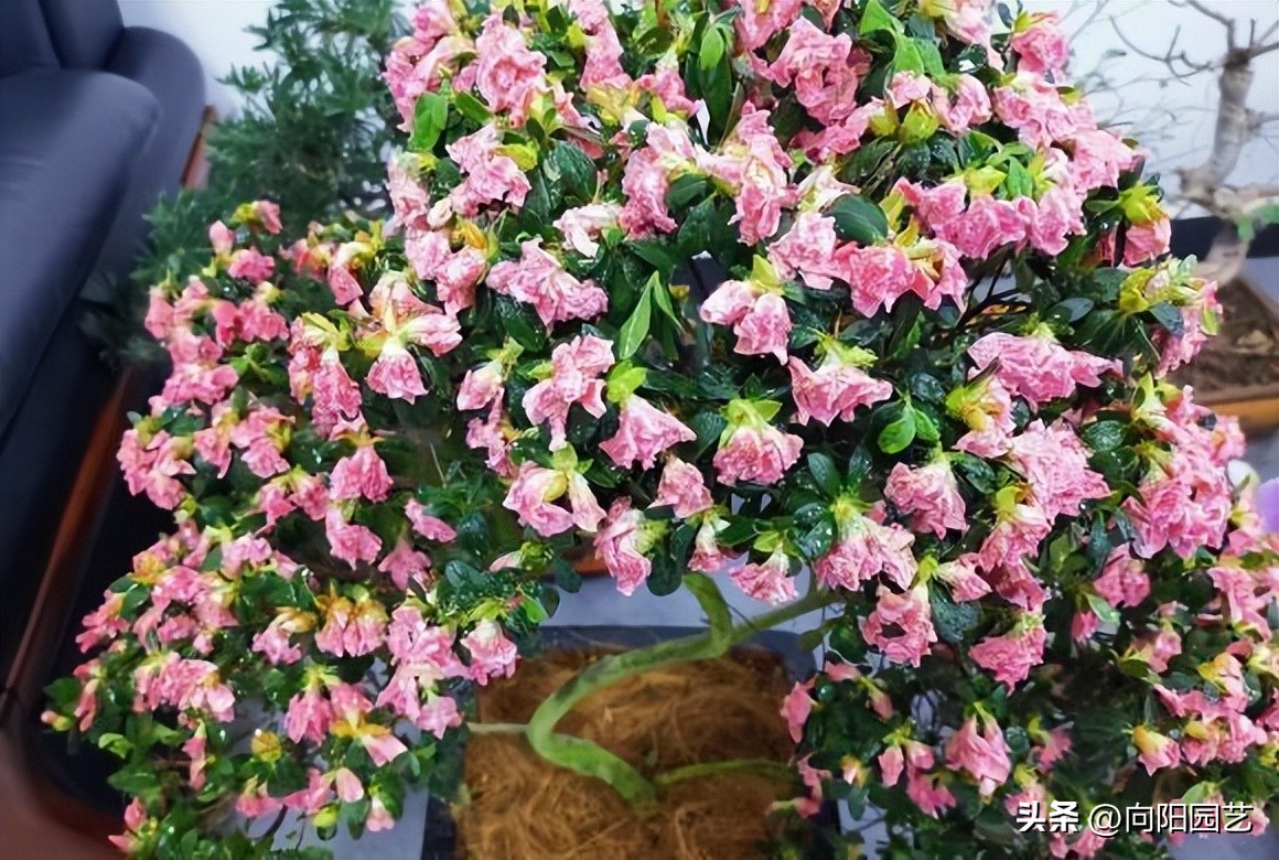 反季节栽杜鹃花,杜鹃花先别急着丢掉