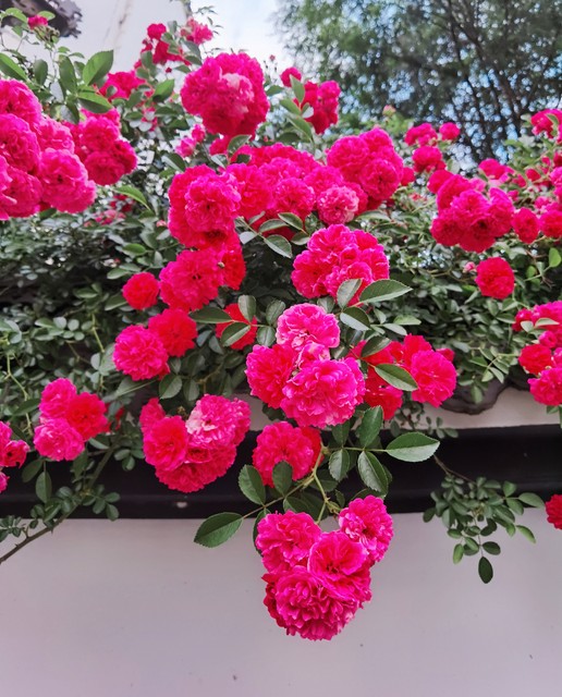 写蔷薇花的古诗词,古诗词经典诵读蔷薇花