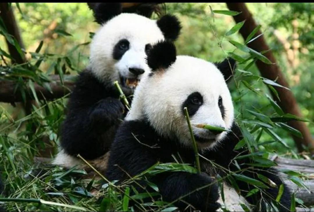 龙应台说大熊猫黑白无常,龙应台的黑白无常