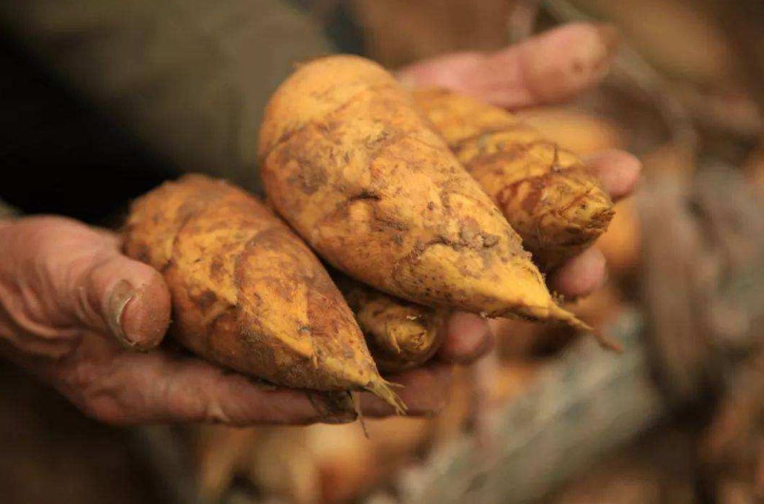 为什么冬笋便宜了,比猪肉还贵