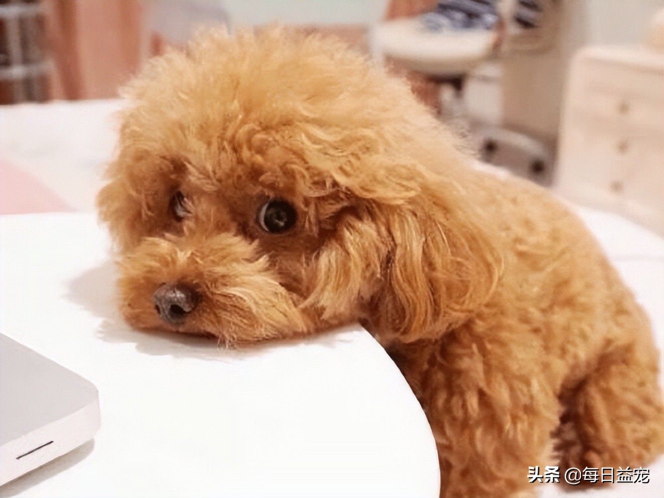 如何正确的纠正泰迪狗狗挑食,泰迪狗挑食怎么办最有效的方法