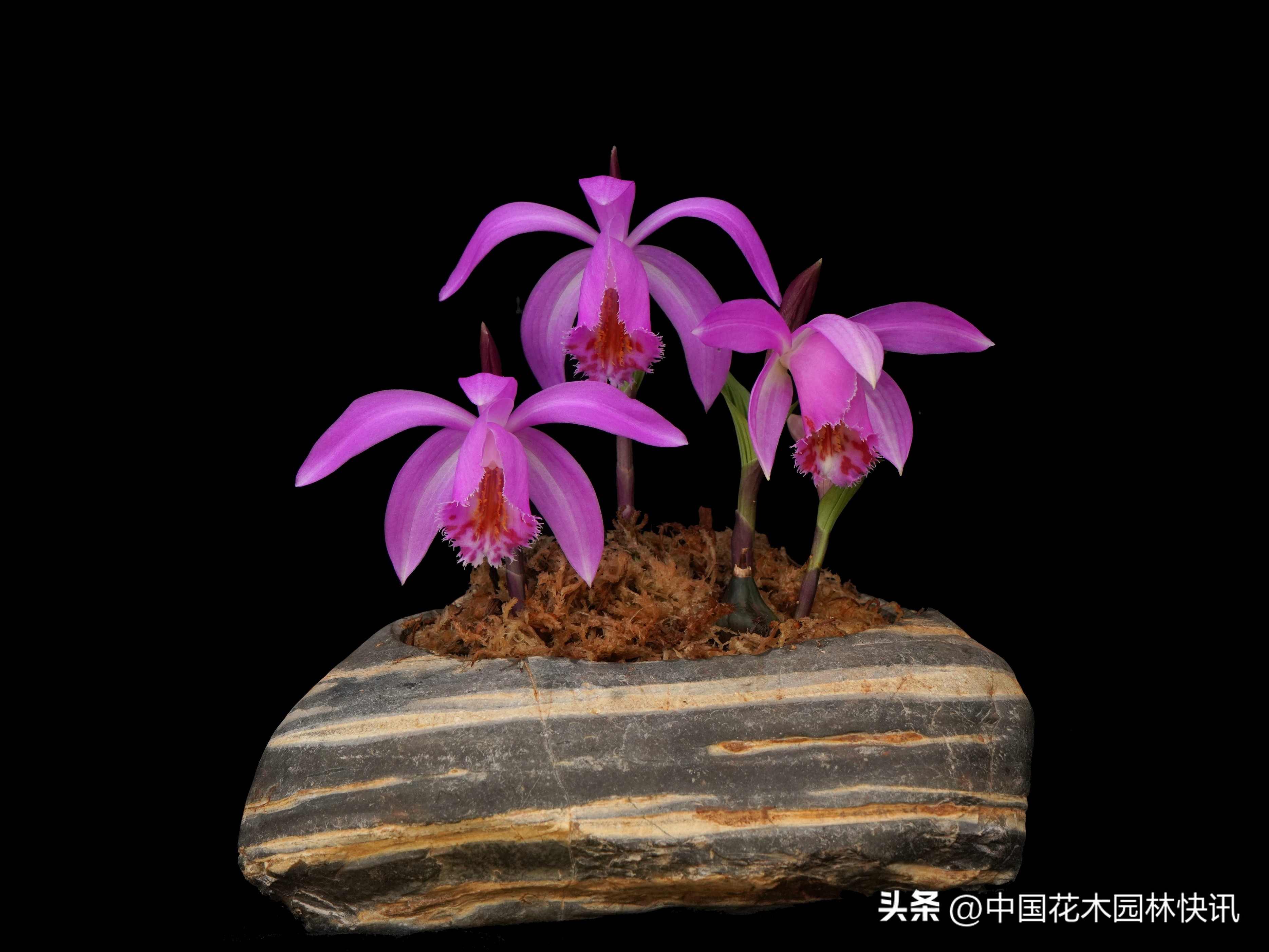 昆明植物研究所直播,云南省昆明市植物研究所