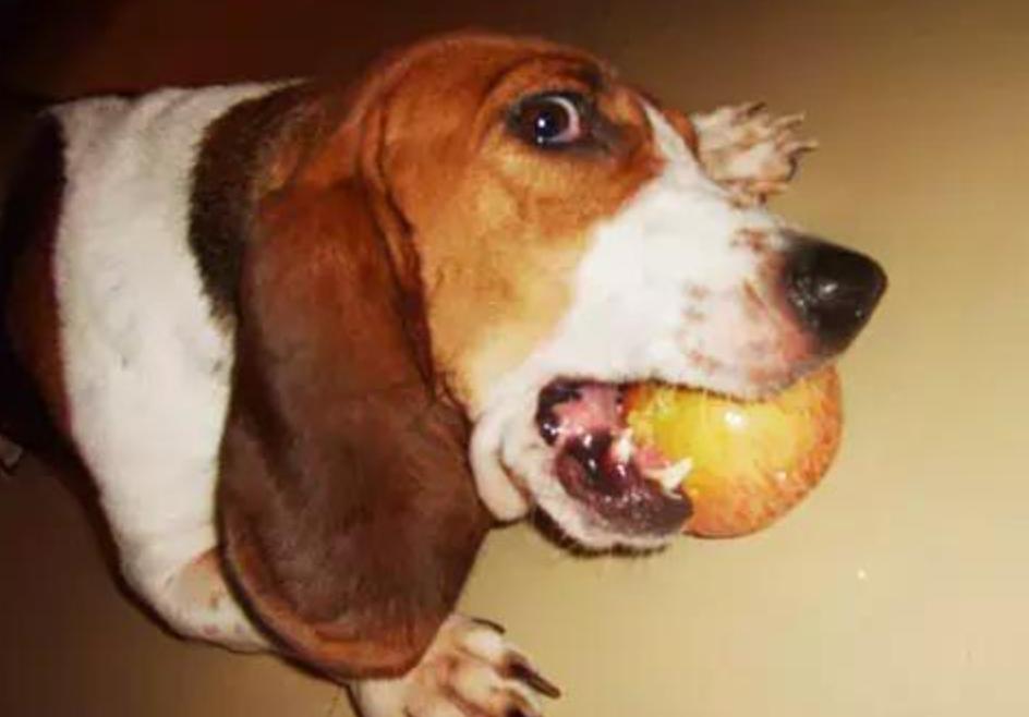 狗狗吃了夏威夷果怎么解决,狗狗吃了夏威夷果一只后腿瘸