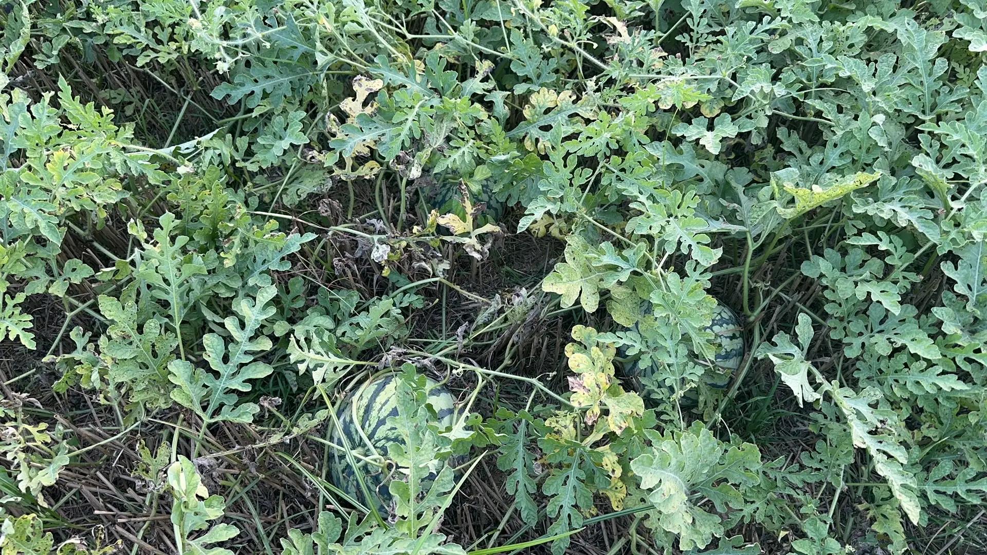 田园风光,田园风光诗词100首