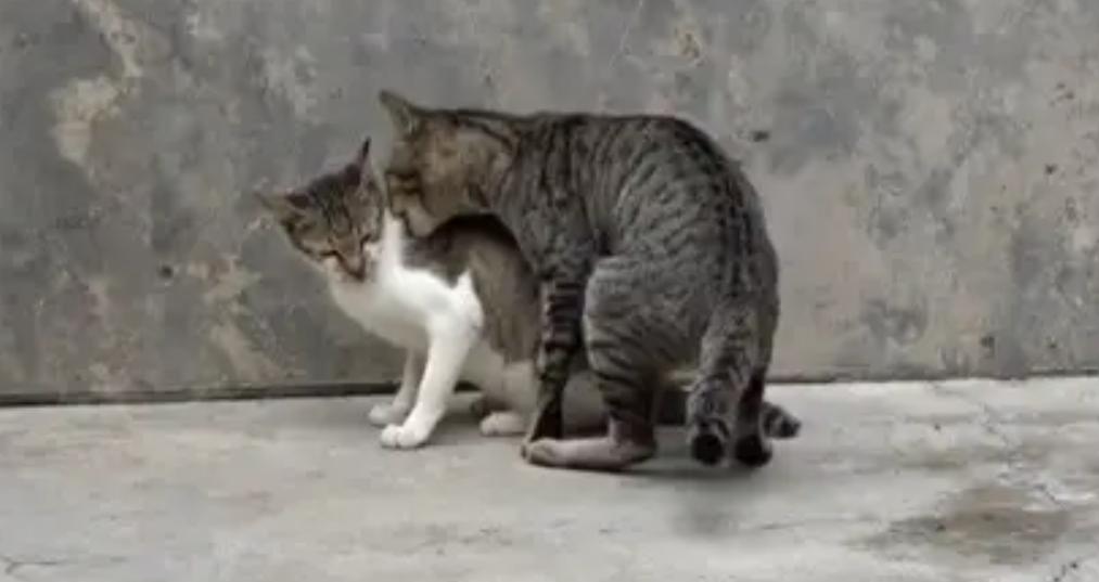 为什么猫咪交配时，公猫要死死咬住母猫的后颈？母猫的声音太凄惨