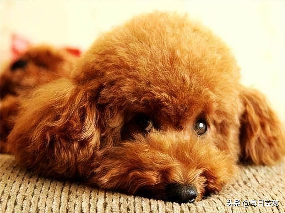 如何正确的纠正泰迪狗狗挑食,泰迪狗挑食怎么办最有效的方法