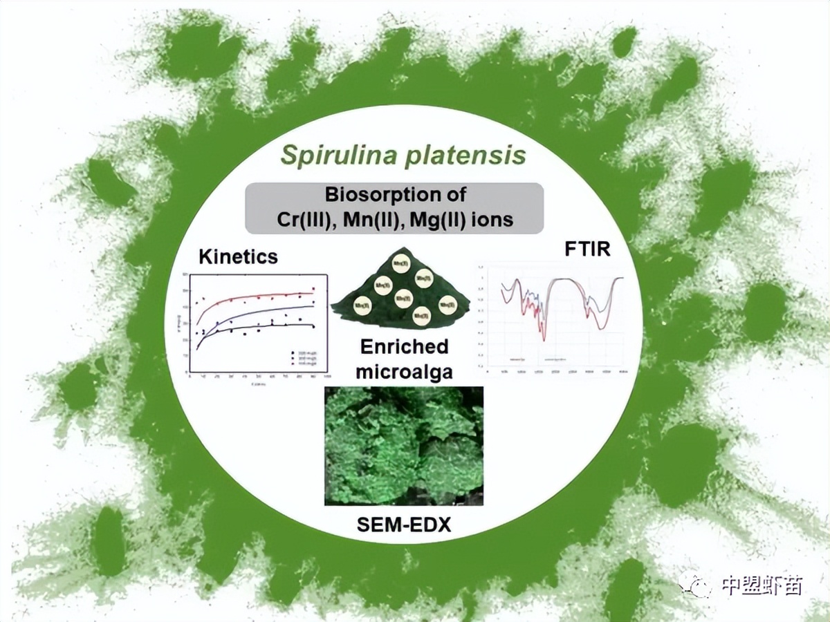 什么是螺旋藻？虾池添加螺旋藻的好处有哪些？养殖高手跟你揭露！