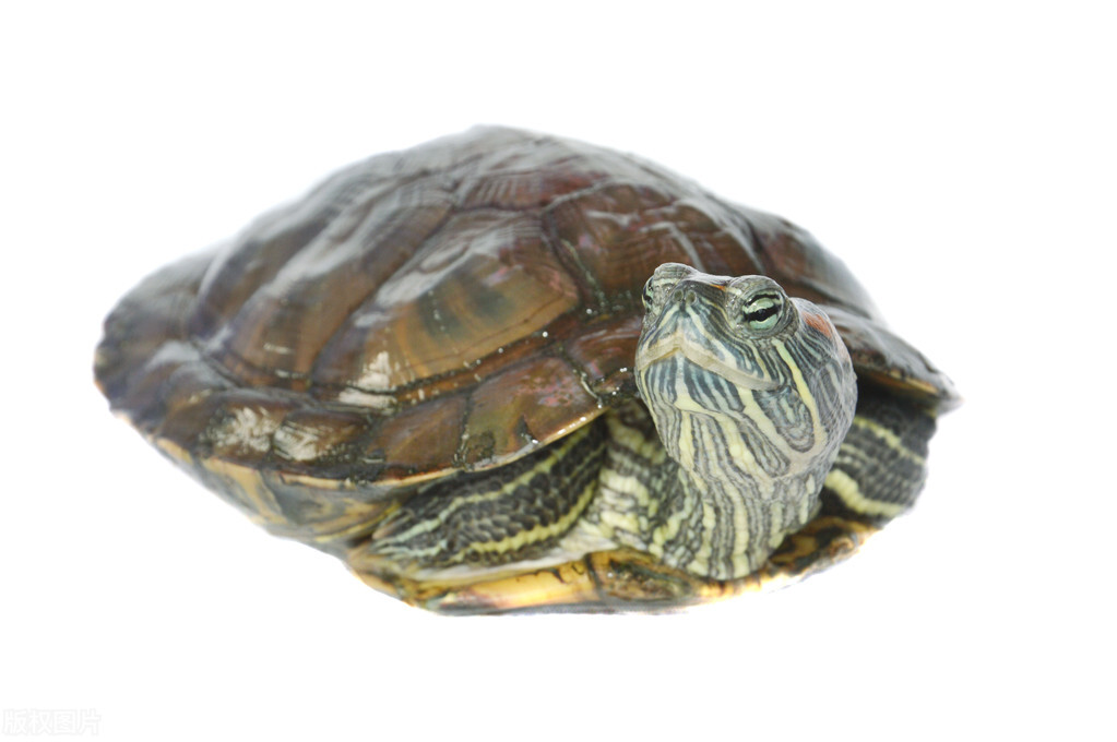 小巴西龟不喜欢吃龟粮喜欢吃蚯蚓,从土里挖出来的蚯蚓巴西龟能吃吗