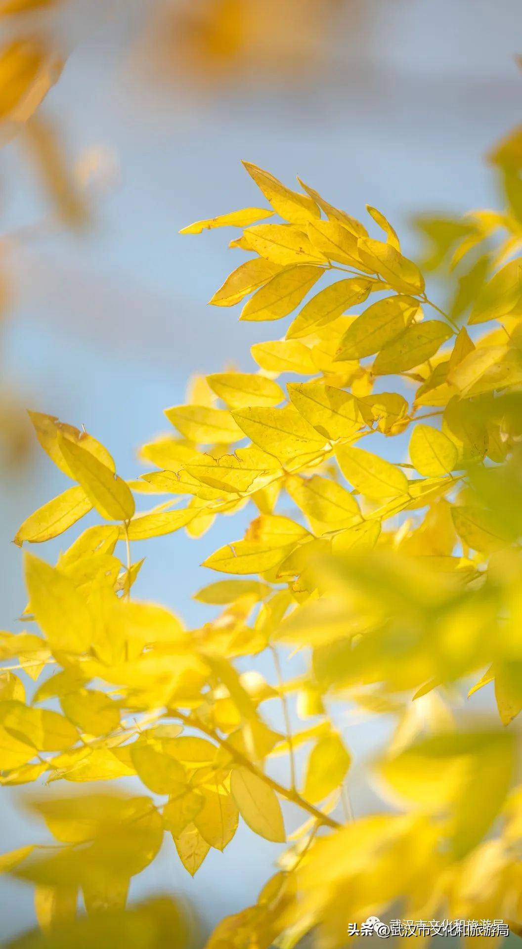 明天出太阳，到东湖捡叶子去！