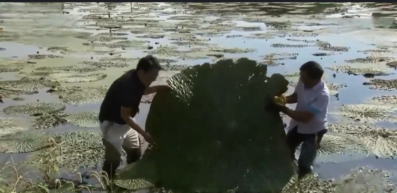 男子负债回村种植水中人参，年销售千万，带动400多户农户增收