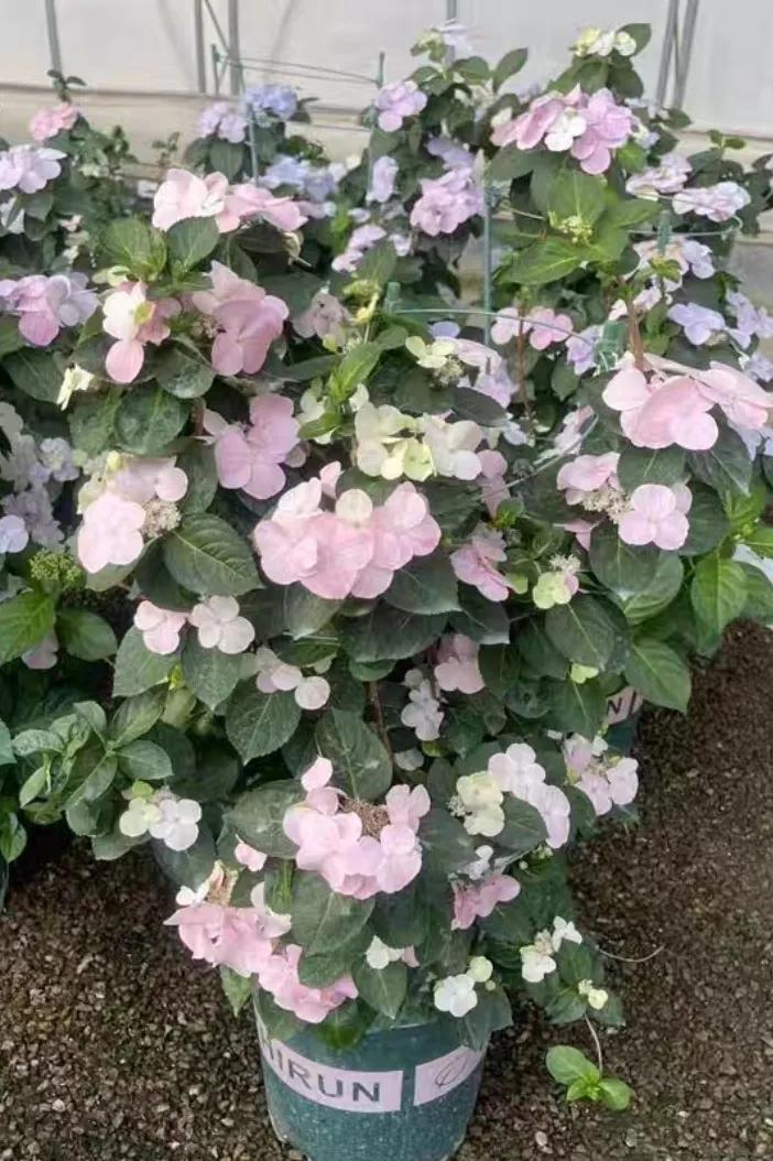 绣球花粉色落跑新娘能不能调色,落跑新娘绣球花爆花效果