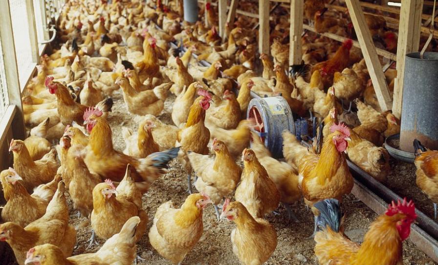 全喉切除术死亡率,传喉和传支治疗方案是一样的吗