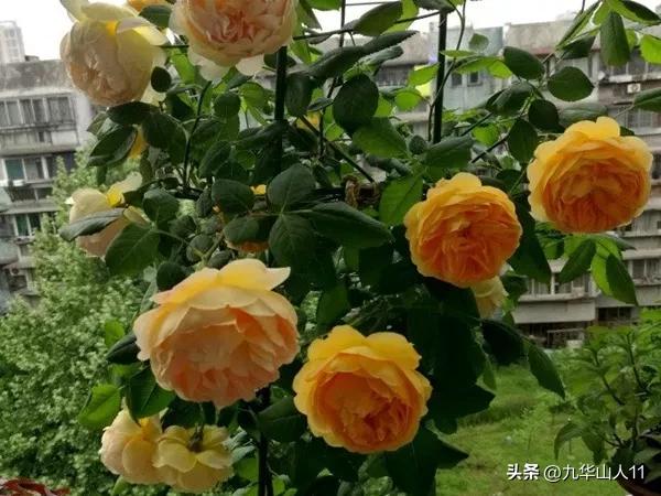 藤本月季品种列表,大红色藤本月季哪个品种好