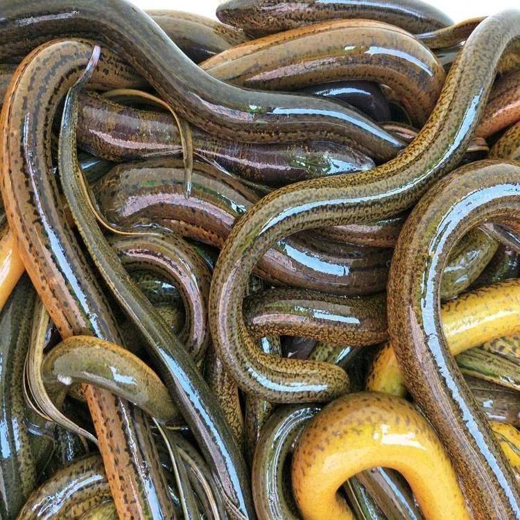 《咄咄怪事》连载因果报应篇（111.两个黄鳝贩子）作者/*德吴**珠