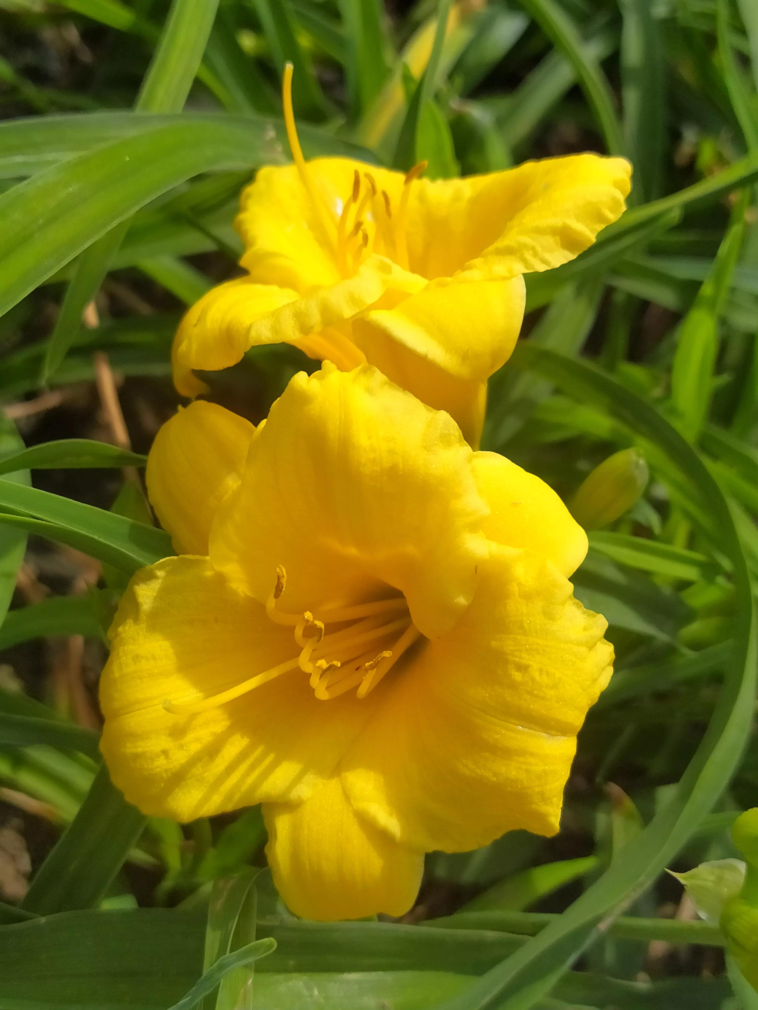 萱草花几种色,萱草花什么颜色