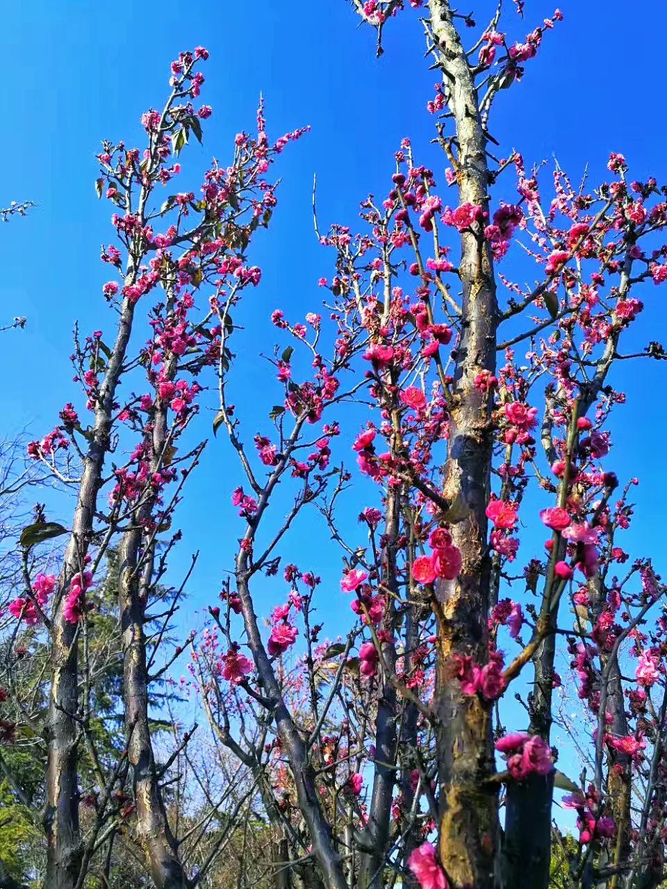 孤山寻梅完整版,孤山寻梅的图片