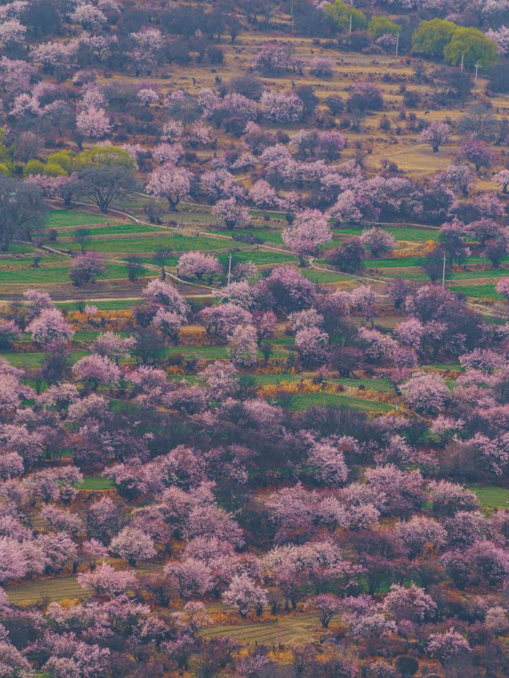龙泉山看桃花徒步最佳路线,徒步穿越十里桃花漫山遍野
