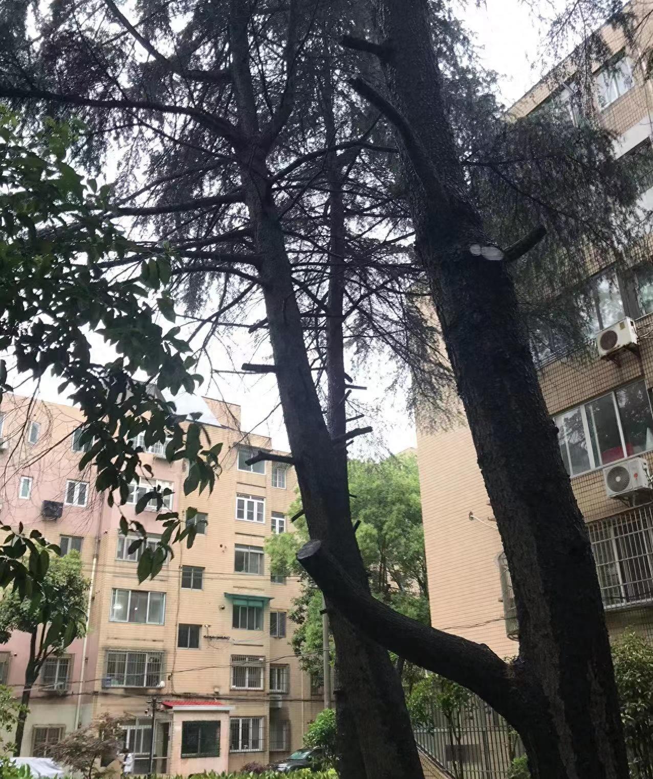 20多米高“巨无霸”，摇摇欲倒！沪上小区居民“风中慌乱”