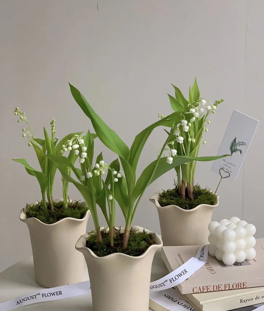 养花就养这几款好养易活,新手养花如何养便宜又好看