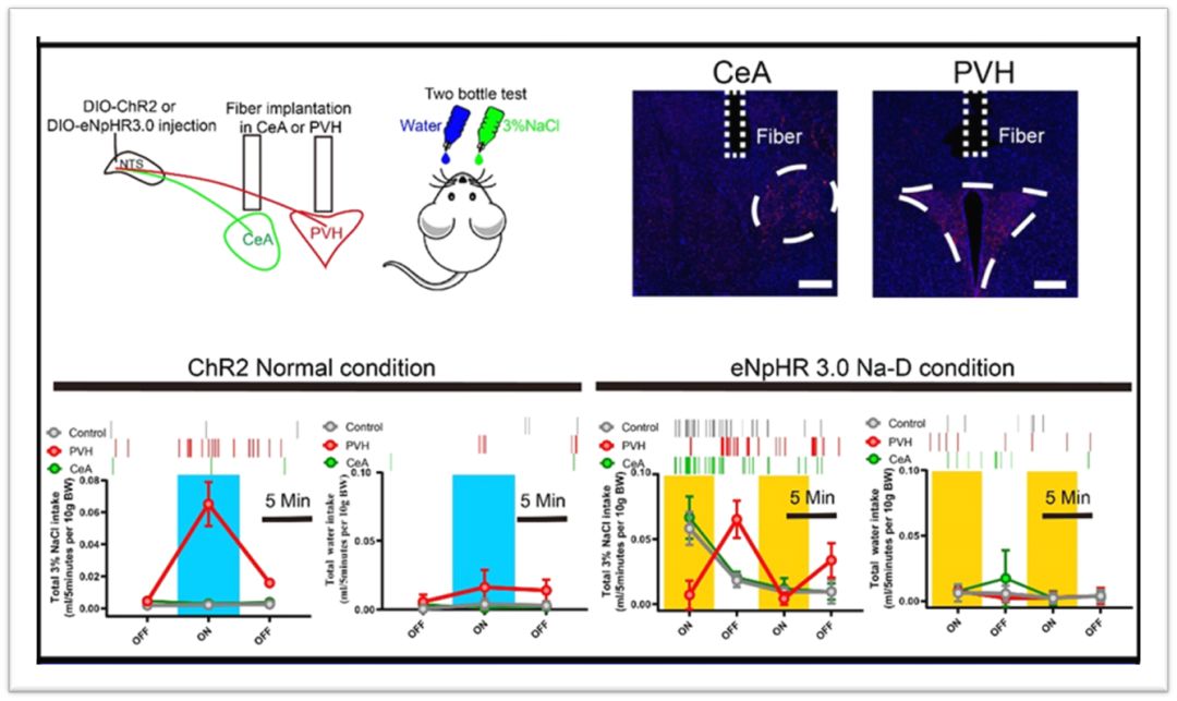 SciAdv：机体“缺盐”怎么办？——调控钠稳态的肠-脑轴机制