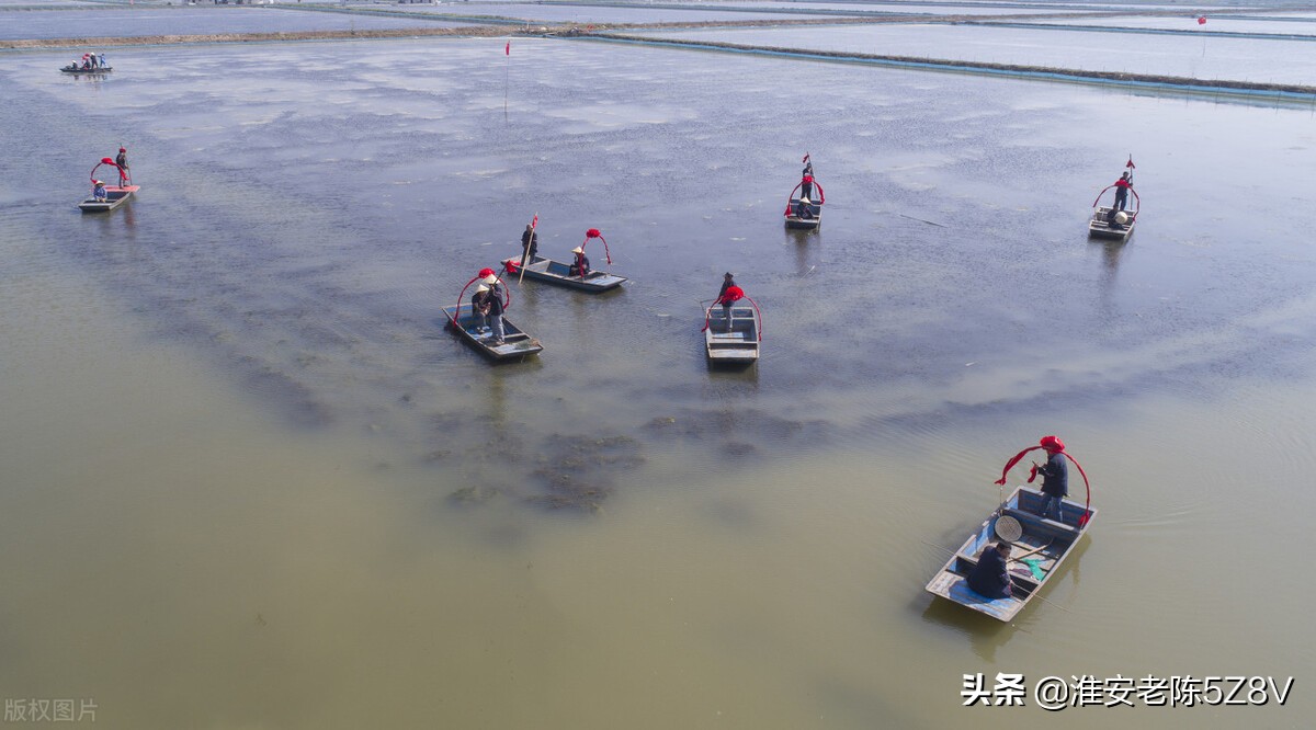 养殖小龙虾的误区你中招了吗,养殖小龙虾的基本知识