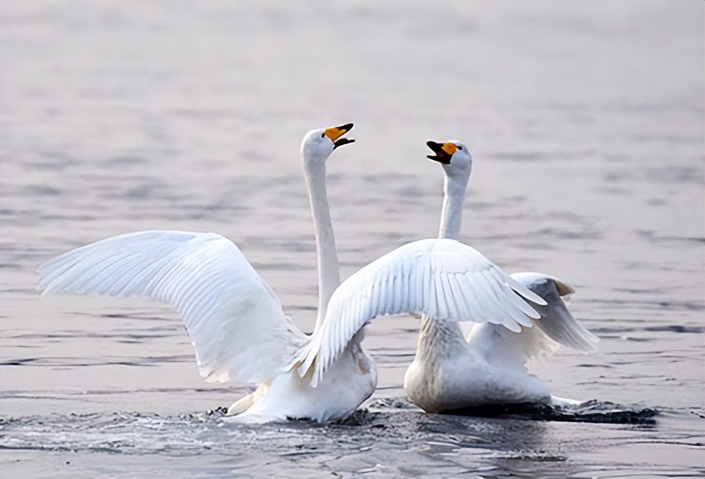渤海湾边有个“候鸟天堂”他用镜头为近二百种鸟儿留影