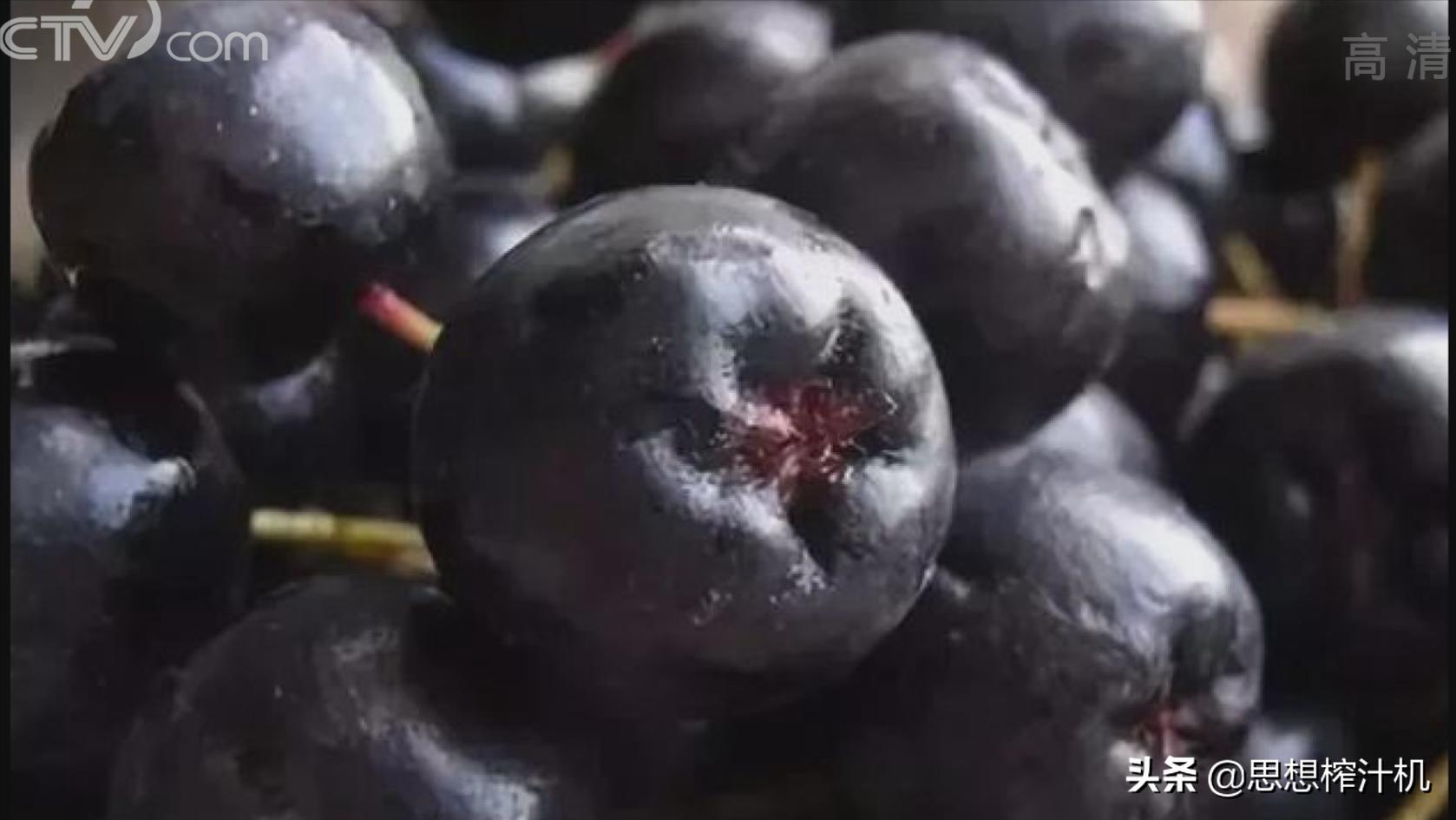 黑果花楸市场前景如何,辽宁黑果花楸苗基地