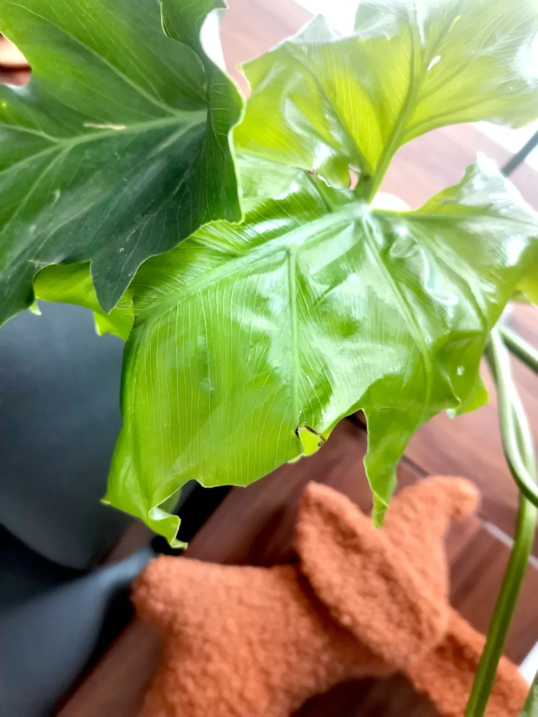 青白玉吊兰水培土培懒人好养活,9种超级好养的水培植物养护下集