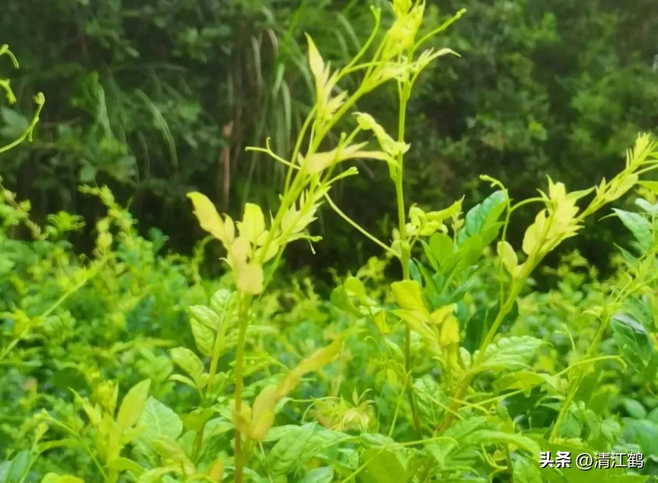 扦插藤茶苗生根的方法,藤茶扦插后不发芽怎么处理