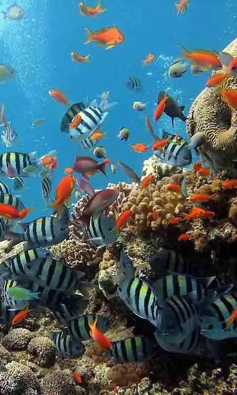 蓝色海景壁纸图片大全,海景壁纸4k超清全面屏