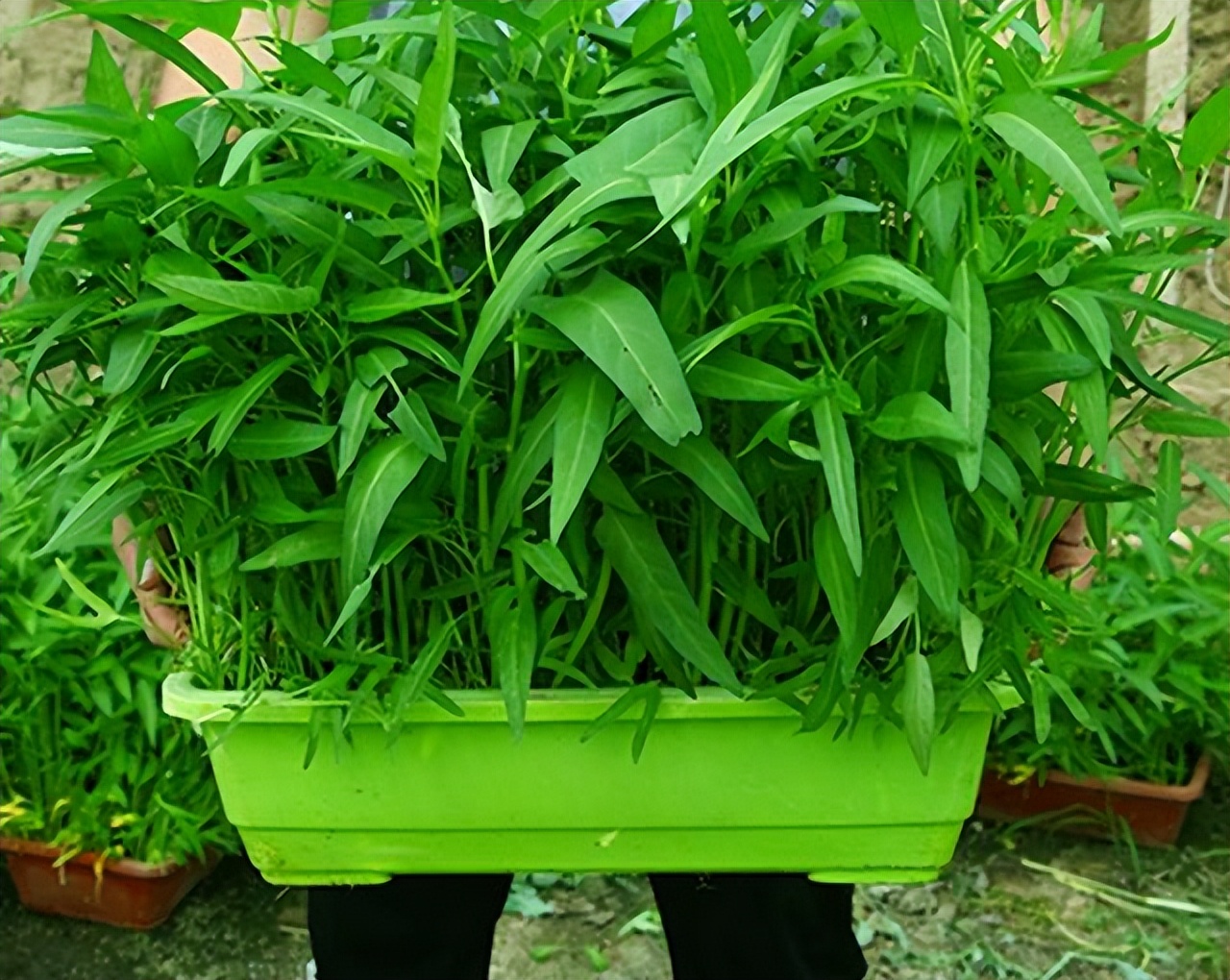 阳台夏天种这六种菜,阳台种花种菜需要几个小时的光照