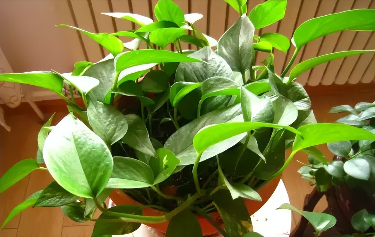 吸甲醛的绿植最好养的,哪一种绿植对新装修的房子最有效