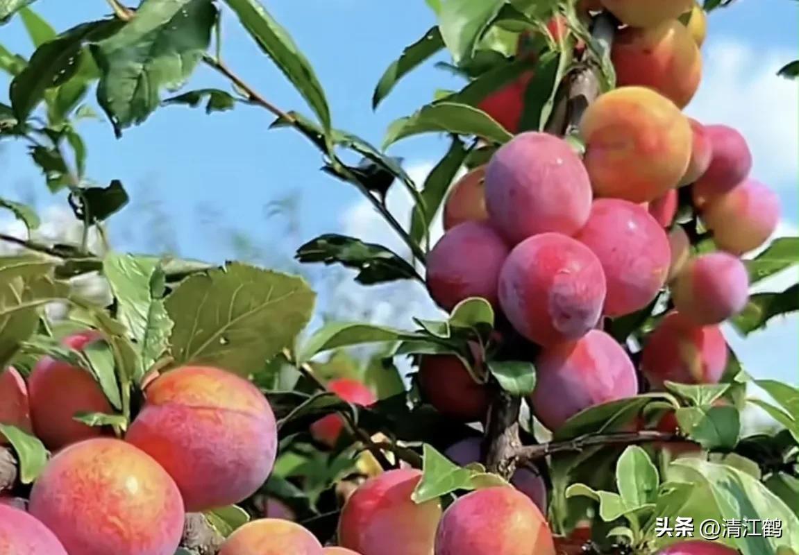 常用植物生长调节剂正确使用方法,植物调节剂喷后几个小时见效果