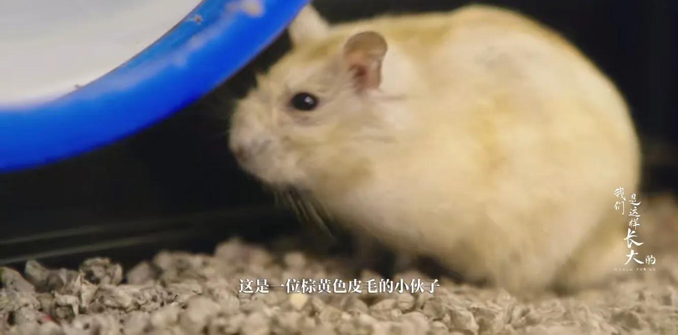 初来乍到请多安慰,初来乍到请多关照音频