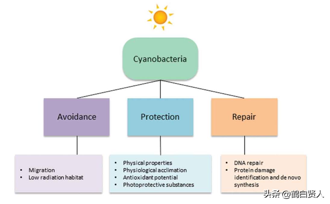 蓝藻的前世今生,蓝藻前世今生
